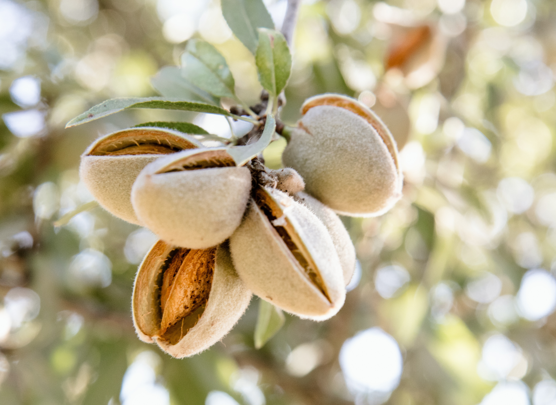 Understanding skincare ingredients and how to promote collagen production naturally